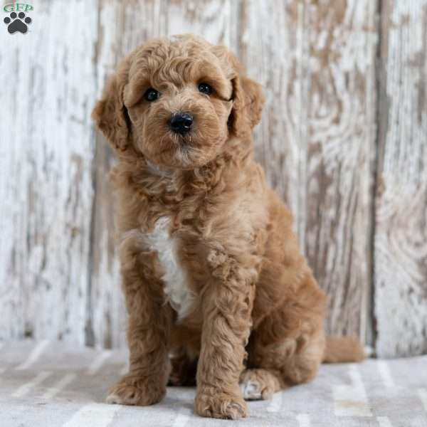 Sherwin, Mini Goldendoodle Puppy